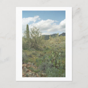 Cactus Coloring Arizona Desert Photo Carte postale