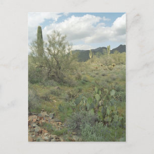 Cactus Coloring Arizona Desert Photo Carte postale