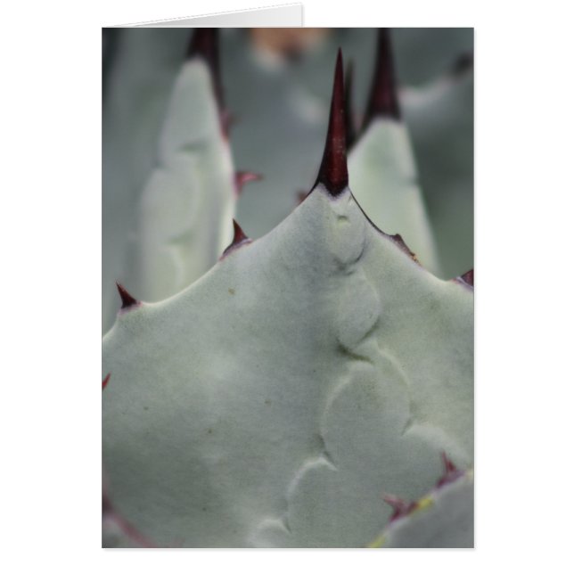 Cactus de la cour (Devant)