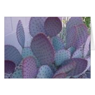 cactus de père Noël Rita