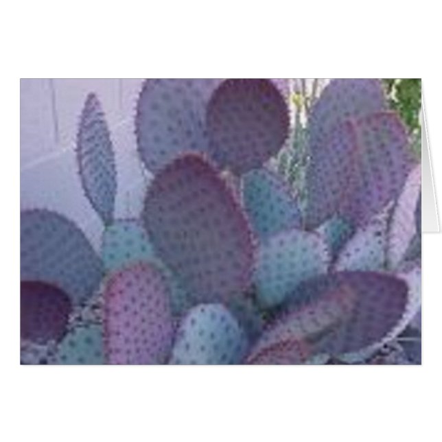 cactus de père Noël Rita (Devant horizontal)