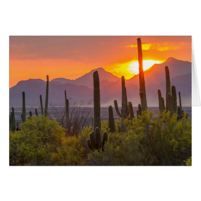 Cactus du désert au coucher du soleil, Arizona (Devant horizontal)
