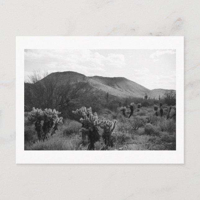 Cactus du désert Sauts Cholla B&W Photo Cartes pos (Devant)