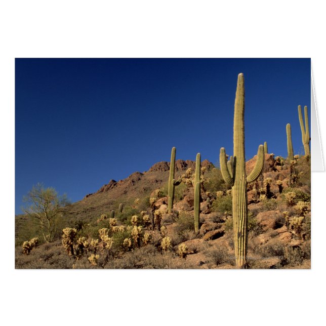 Cactus du Saguaro et Tucson Mountains, Tucson (Devant horizontal)