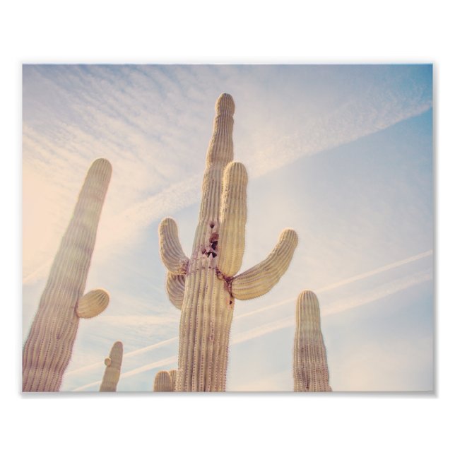 Cactus du Saguaro | Impression photo (Devant)
