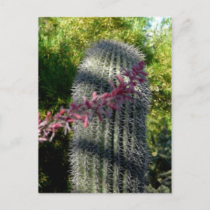 Cactus et fleurs Carte postale