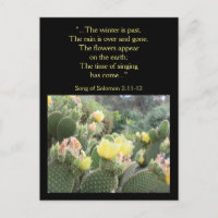 Cactus Fleurs Chanson de Solomon Carte postale