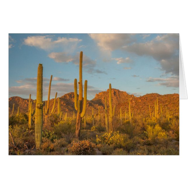 Cactus saguaro au coucher du soleil, Arizona (Devant horizontal)
