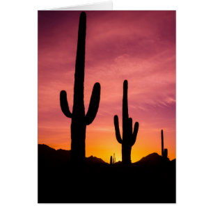 Cactus saguaro au lever du soleil, Arizona