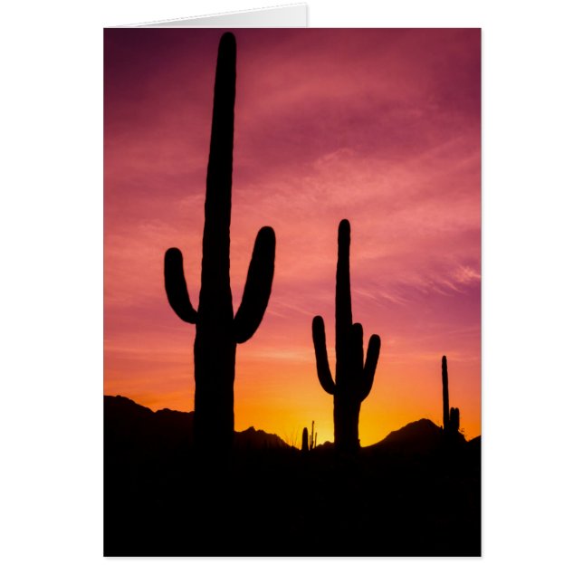 Cactus saguaro au lever du soleil, Arizona (Devant)