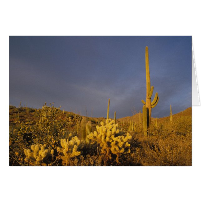 cactus saguaro, Carnegiea gigantea, et teddy (Devant horizontal)