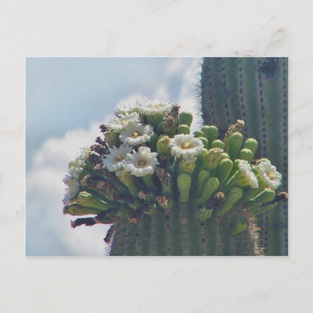 Cactus Saguaro en fleur carte postale (Devant)