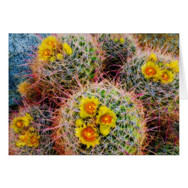 Cactus tonneau en gros plan, Californie (Devant horizontal)