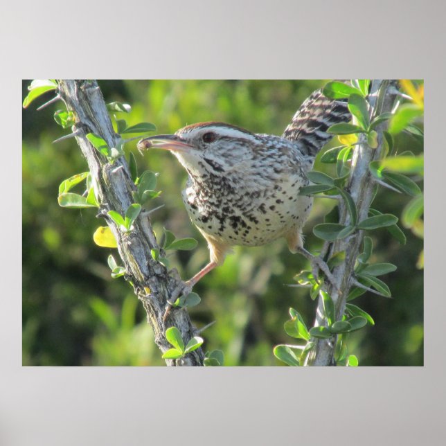 Cactus Wren sur Ocotillo Poster (Devant)