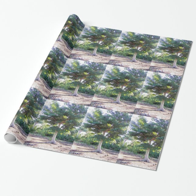 Cadeau Arbre de papier enveloppant la sagesse (Déroulé)