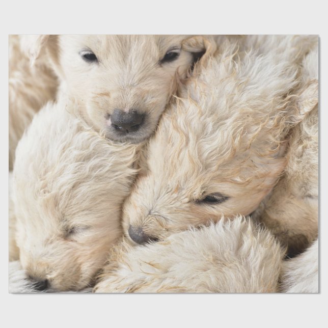 Cadeau Chiens de Saint Valentin Papier à envelopper (Plat)