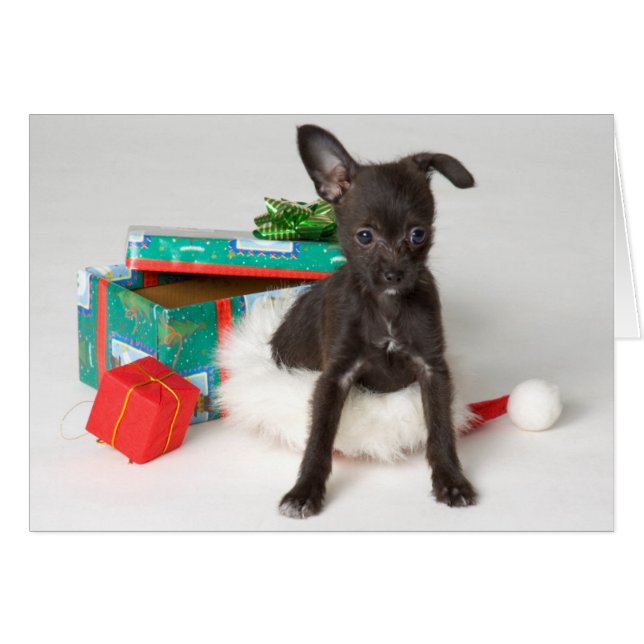 cadeau de Noël de chien (Devant horizontal)