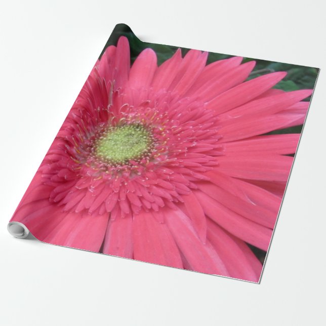 Cadeau Gerbera Daisy Papier d'enveloppement (Déroulé)