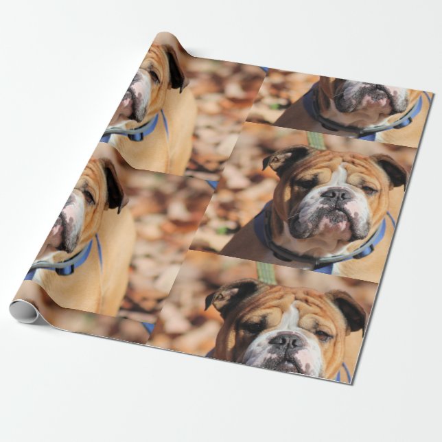 Cadeau Papier à enveloppement Buddy Bulldog (Déroulé)