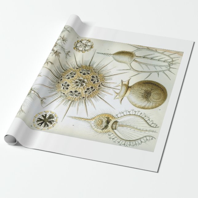 Cadeau Papier d'emballage d'Ernst Haeckel Phaeodaria (Déroulé)