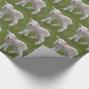 Cadeau Papier d'emballage Petit Agneau