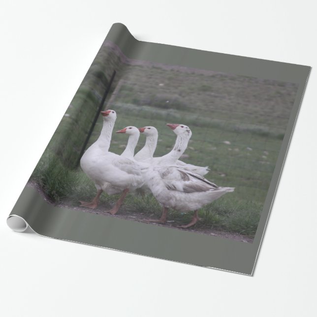 Cadeau Papier d'enlèvement de canard (Déroulé)