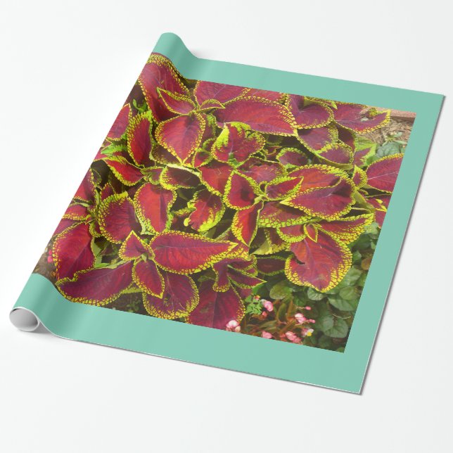Cadeau Papier d'enrobage de patchs à fleurs Coleus (Déroulé)