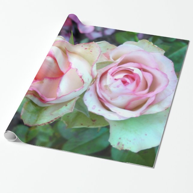 Cadeau Papier d'enveloppement de roses roses (Déroulé)