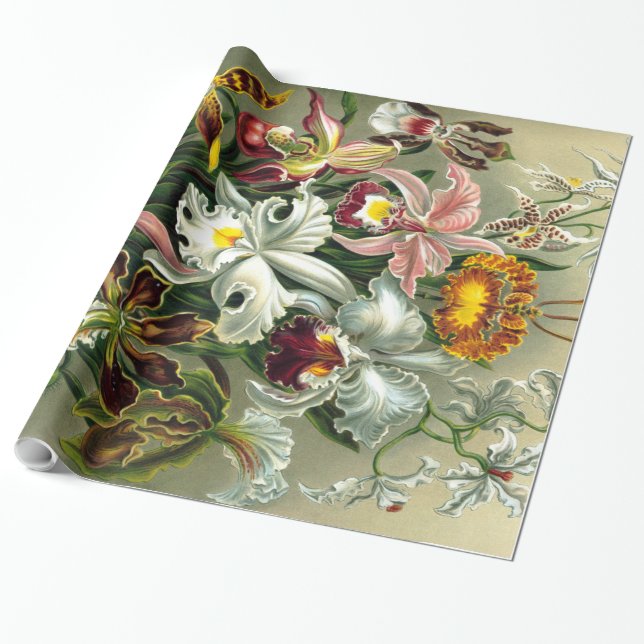 Cadeau Papier d'enveloppement d'orchidées d'Ernst Haeckel (Déroulé)