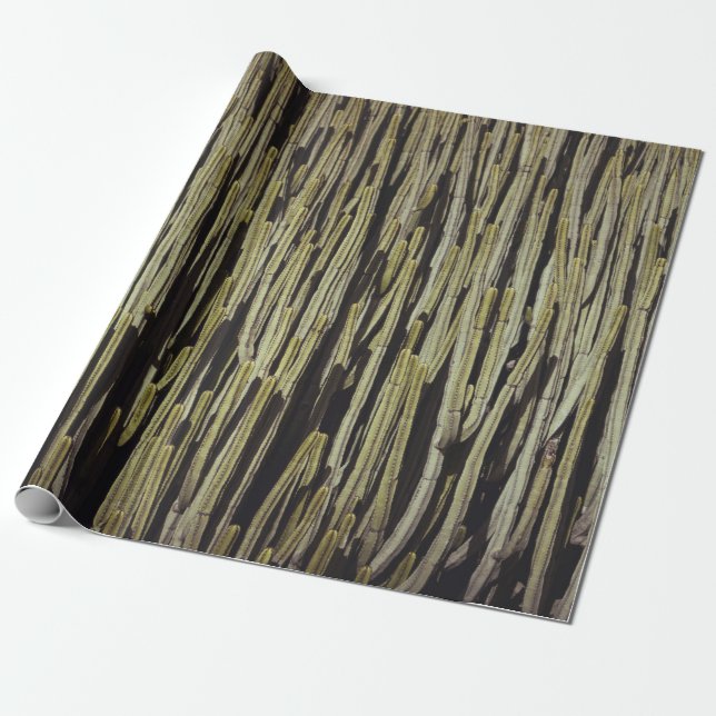 Cadeau Papier peint cactus vert (Déroulé)