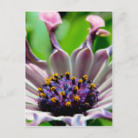 Cadeaux de carte postale Purple Daisy