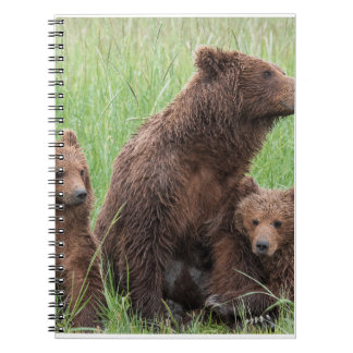 Cadeaux d'ours réels, Ours Grizzly, Journal d'ours