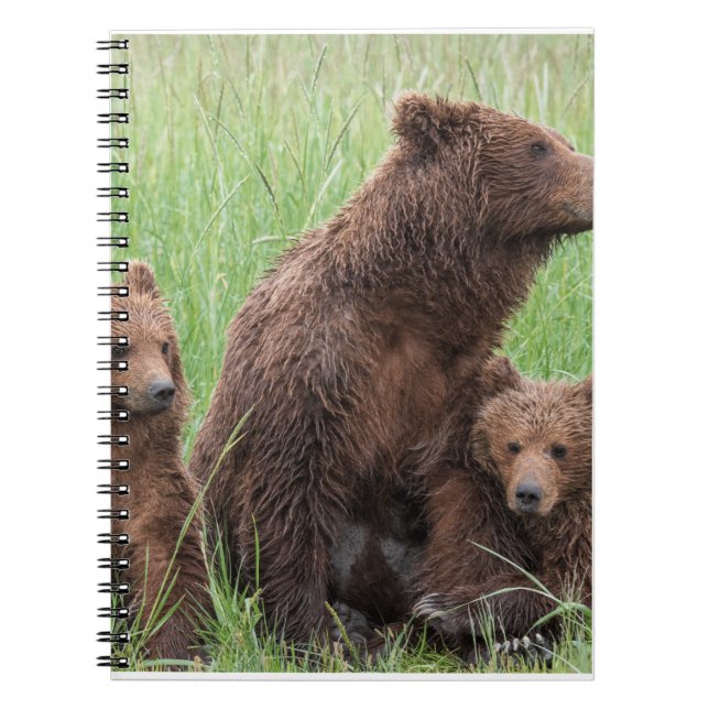 Cadeaux d'ours réels, Ours Grizzly, Journal d'ours (Devant)