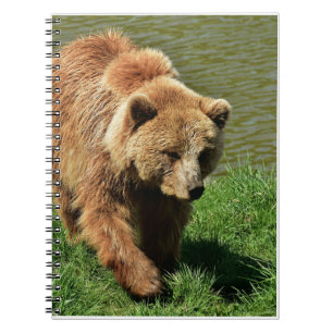 Cadeaux d'ours réels, Ours Grizzly, Journal d'ours