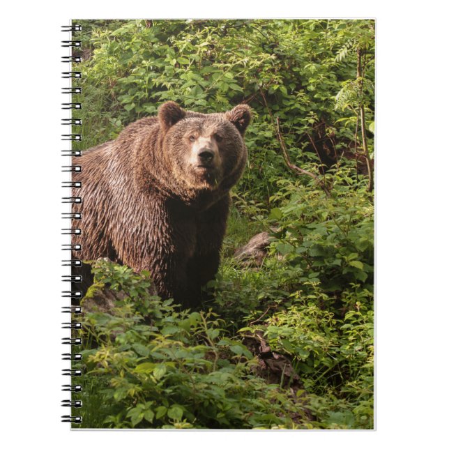 Cadeaux d'ours réels, Ours Grizzly, Journal d'ours (Devant)