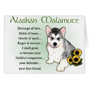 Cadeaux Malamute en Alaska