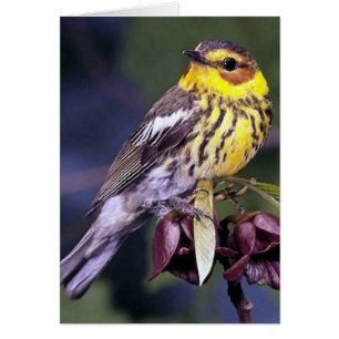 Cadeaux ornithologiques de Paruline du Cap-Mai