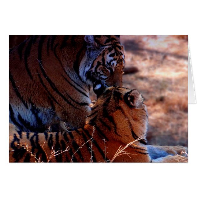Cadeaux Tiger Tenderness (Devant horizontal)