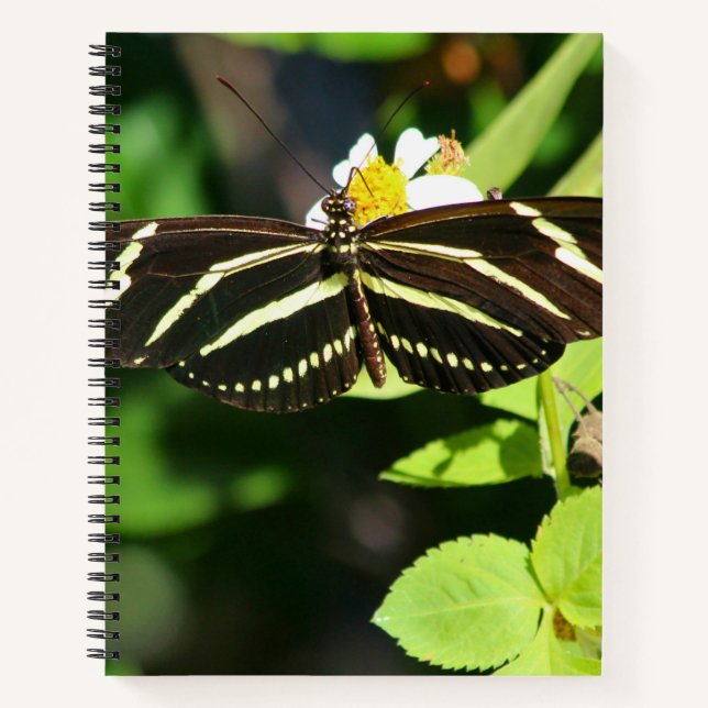 Cahier à reliure spirale Papillon Zebra Longwing (Devant)