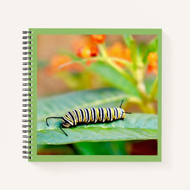 Cahier à spirale Chenille de monarque (Devant)