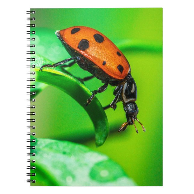 Cahier à spirale macro coccinelle Journal d'art de (Devant)