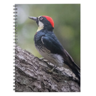 Cahier à spirale Pic à tête rouge | Art d'oiseau
