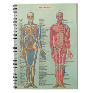 Cahier - Anatomie