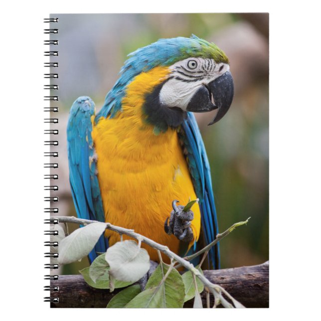 Cahier Ara Macao Bleu et Jaune (Devant)