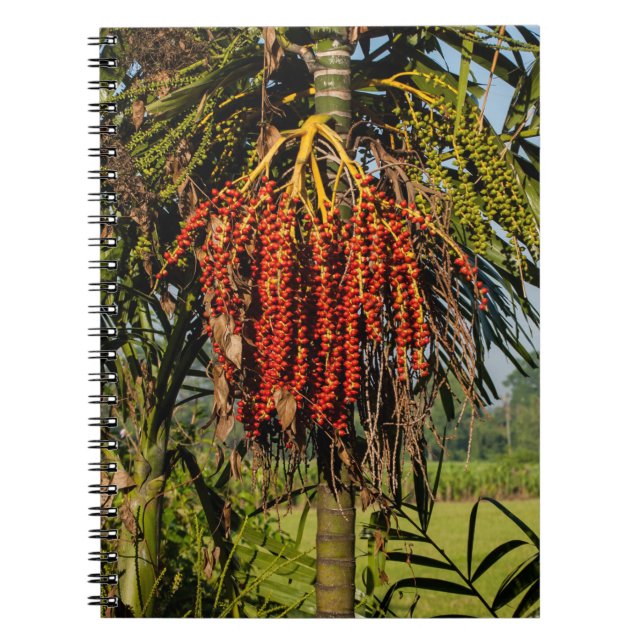 Cahier de champ de riz aux fruits de palmier de Ba (Devant)