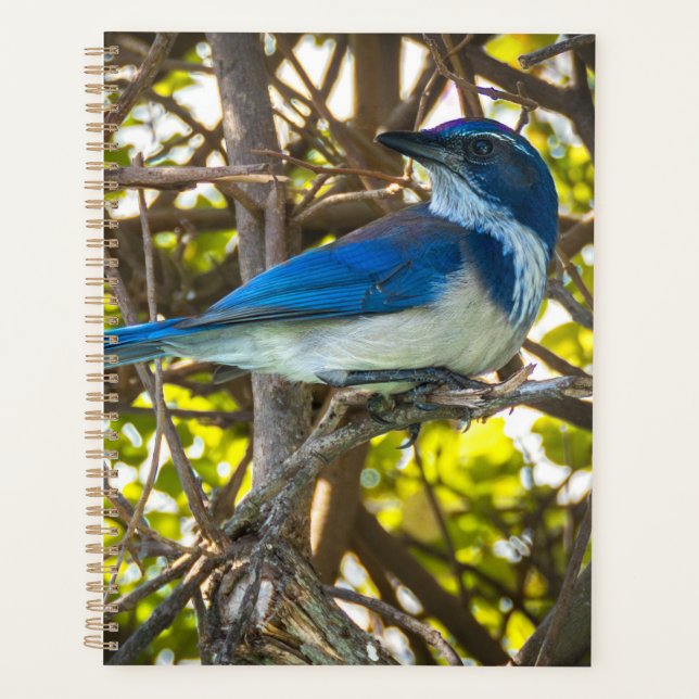 Cahier de notes d'art imprimé sur la faune de Geai (Devant)