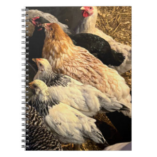 Cahier de poulets jolis