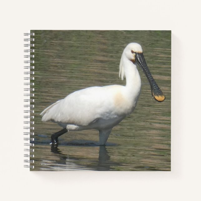 Cahier de près de la Spatule eurasienne (Devant)