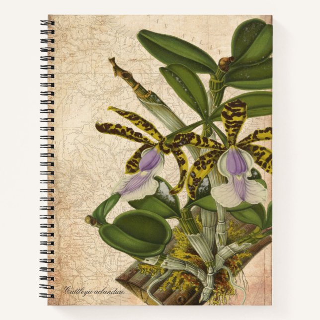 Cahier d'orchidée Cattleya Aclandiae - Chic  (Devant)