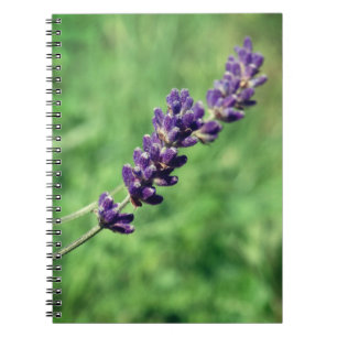 Cahier en spirale photo lavande